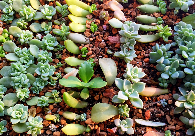 叶插刚出根要埋起来吗 是需要埋起来的