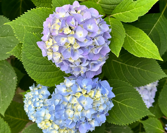 绣球花的花语