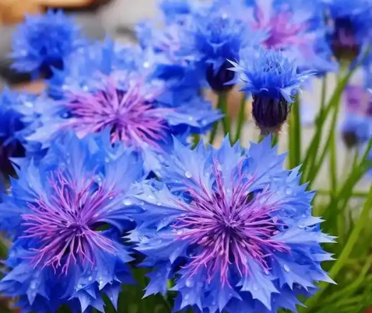 矢车菊的花语