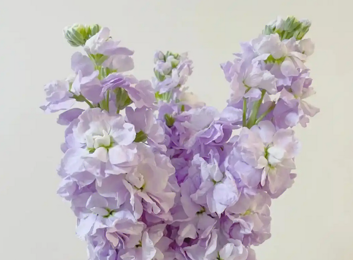 紫罗兰的花语和寓意