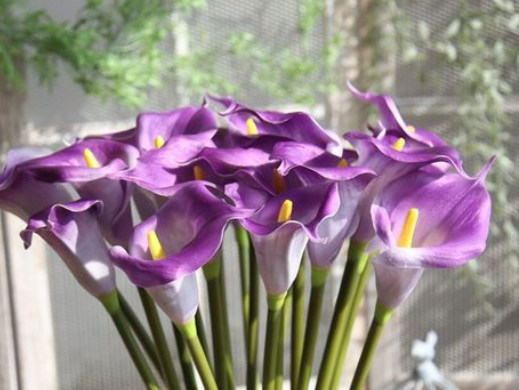 紫色马蹄莲怎么养 每日光照时间要在3-5小时之内