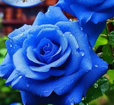 蓝色妖姬的花语