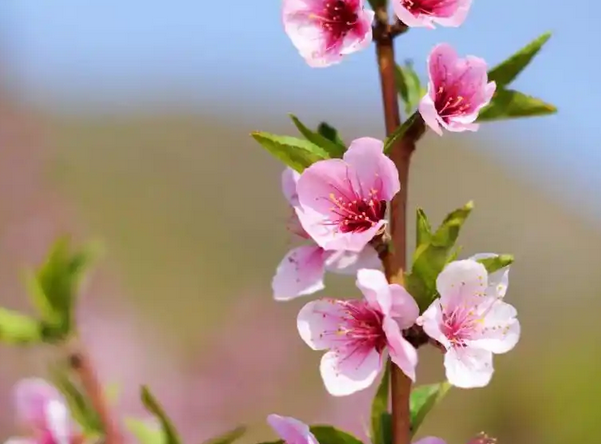 桃花的花语