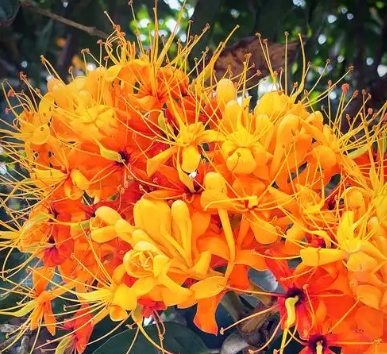 无忧花的花语是什么