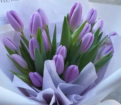 紫色郁金香的花语