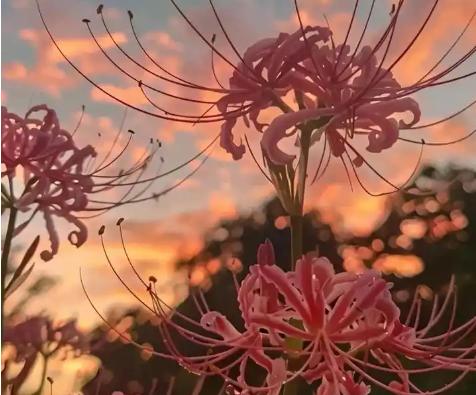曼珠沙华的花语