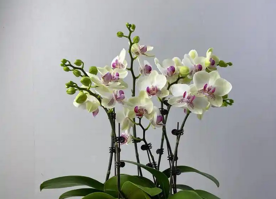 蝴蝶兰的花语和寓意