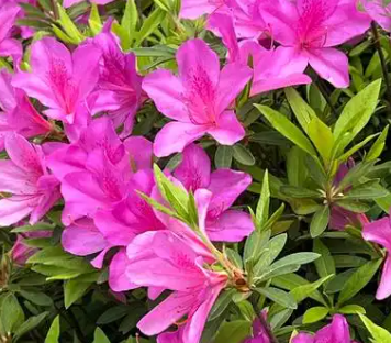杜鹃花有毒吗