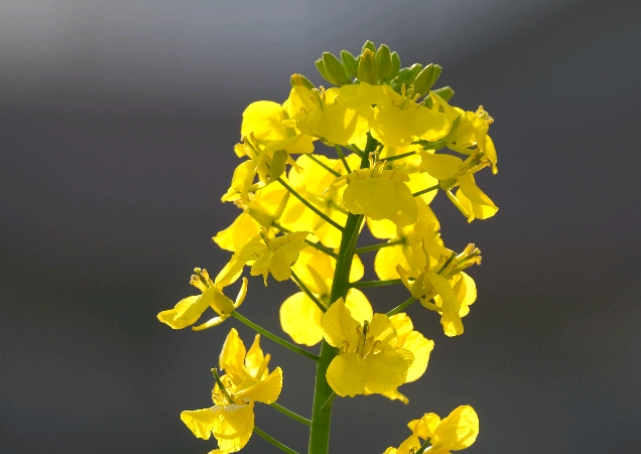 油菜花的花语