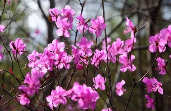 伊春市花是什么花？伊春的市花是兴安杜鹃，市树是红松