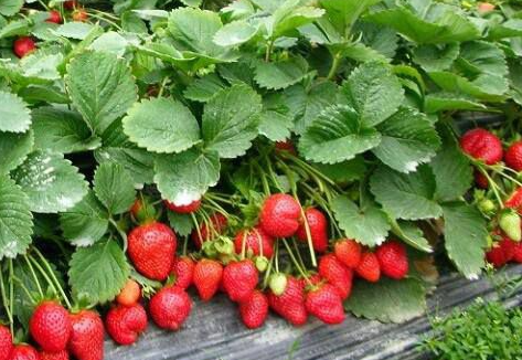 草莓夏天怎么管理 及时搭建遮阳网
