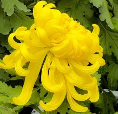 黄菊花的花语