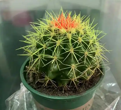 仙人球的花语