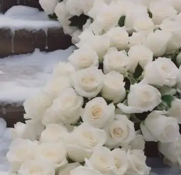 白玫瑰花语是什么意思