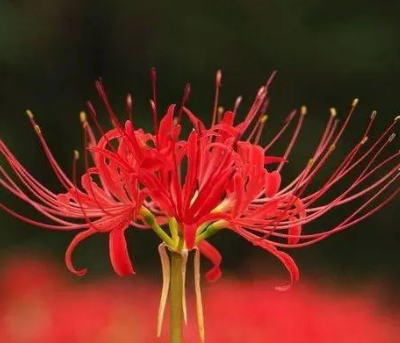 彼岸花的花语是什么