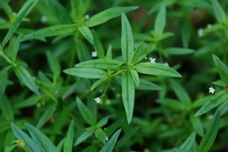 耳草和白花蛇舌草区别