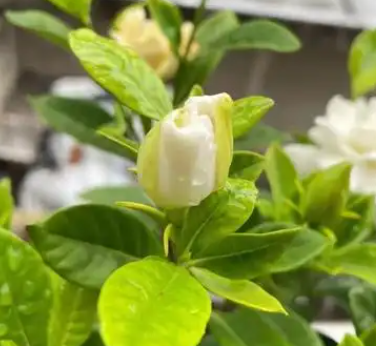 栀子花的功效与作用
