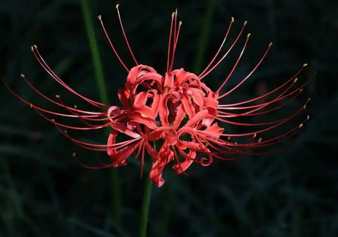 彼岸花的花语