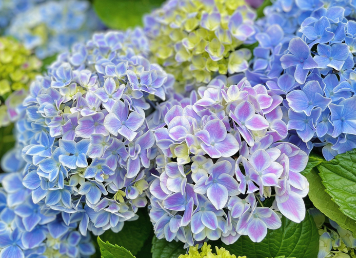 绣球花水插生根后怎么上盆