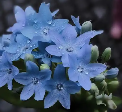 蓝星花的花语