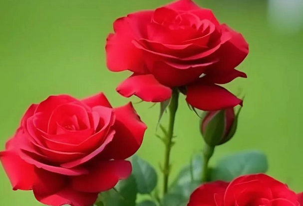 玫瑰花的花语