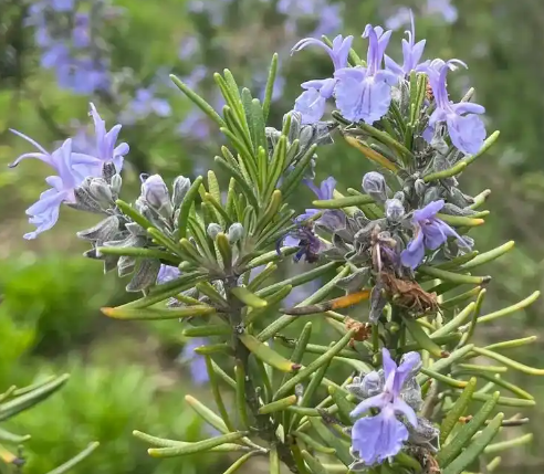 迷迭香的花语