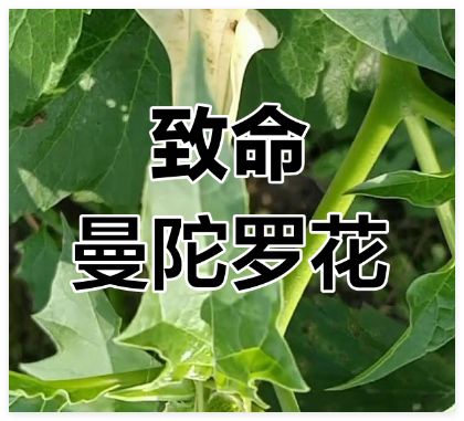 曼陀罗花有毒吗