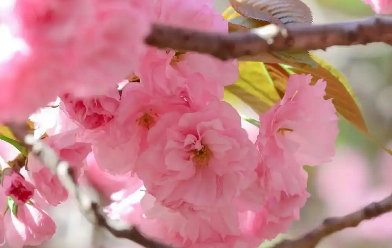 樱花的花语