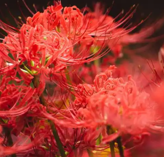 彼岸花的传说与花语