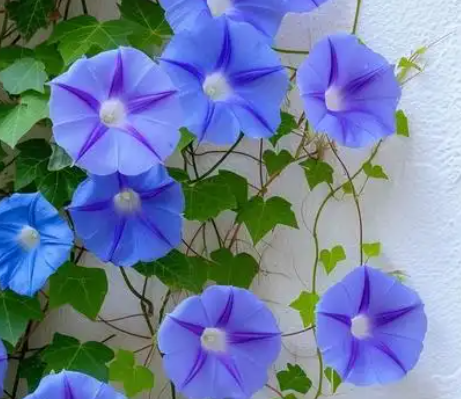 牵牛花的花语