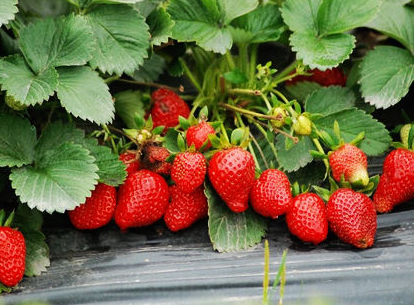 草莓种植时间和方法，一年之中的四个季节都可以种植