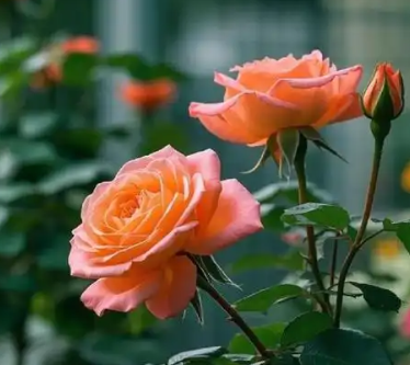 月季花的养殖方法和注意事项