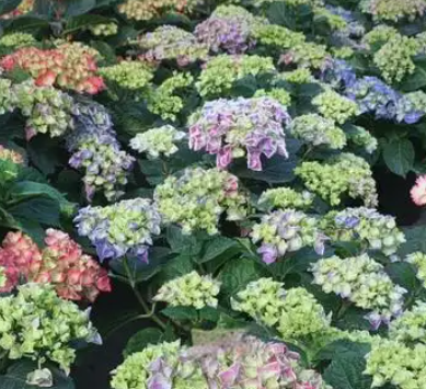 绣球花有毒吗